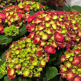 Гортензия крупнолистная 'Хай Фаер'