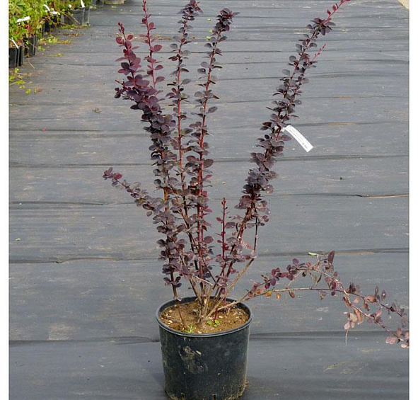 Барбарис оттавский 'Суперба'