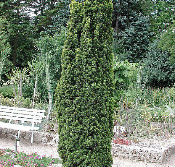 Тис ягодный 'Фастигиата'