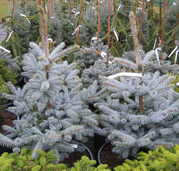 Ель колючая 'Эрих Фрам'