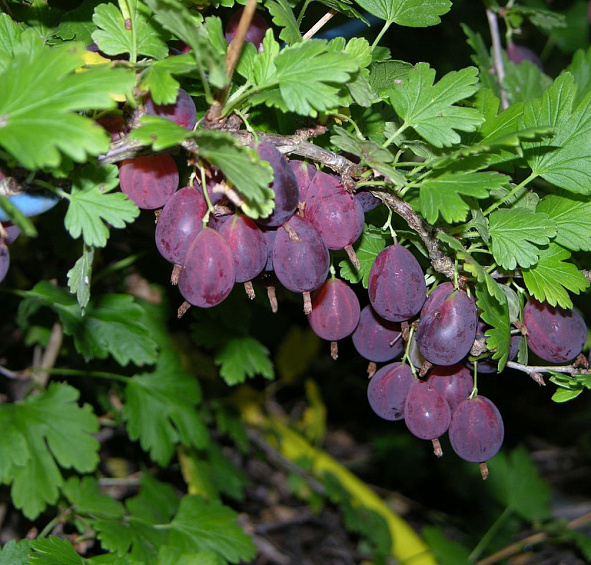 Крыжовник 'Грушенька'