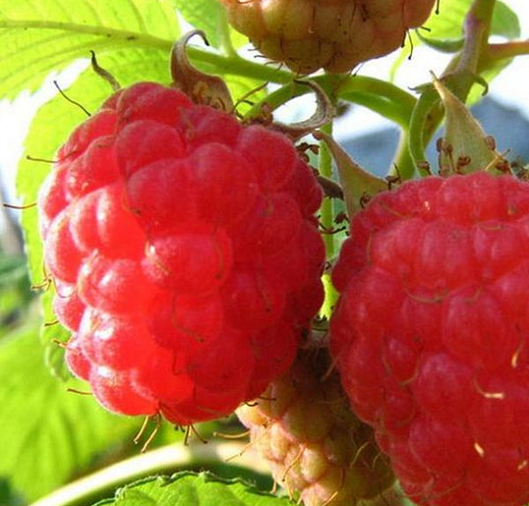 Малина 'Метеор'