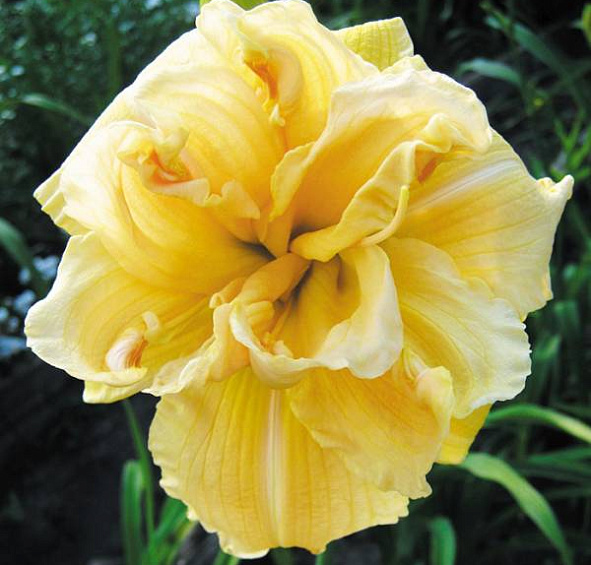 Лилейник гибридный 'Ванилла Флаф'