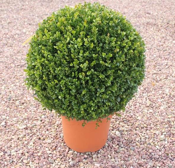 Самшит вечнозеленый шар