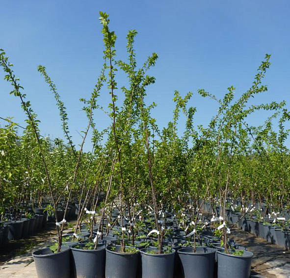 Алыча 'Кубанская комета'