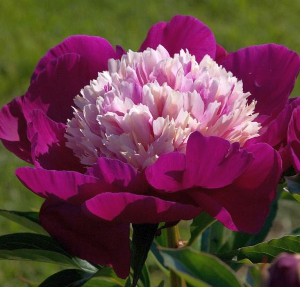 Пион молочноцветковый 'Уайт Кэп' (розовый с белым анемоноцветный)