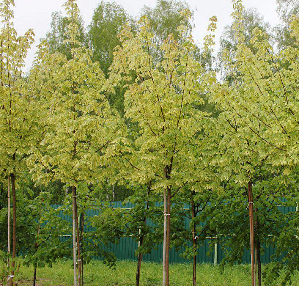 Клен остролистный 'Друммонди'