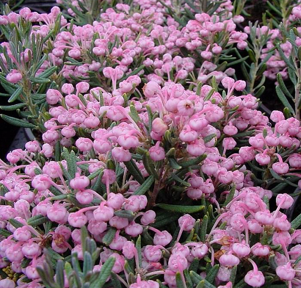 Андромеда многолистная (Подбел) 'Блу Айс'