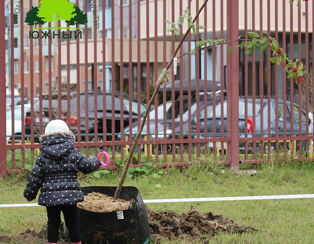 Фотоальбом Наш лес. Посади дерево 2015 2