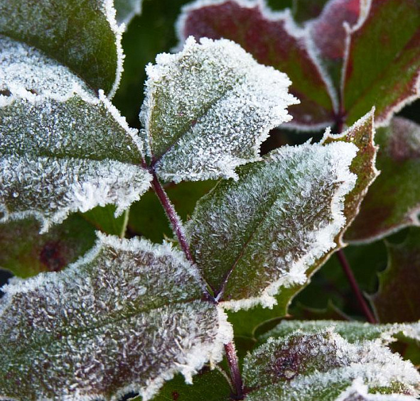 Магония падуболистная