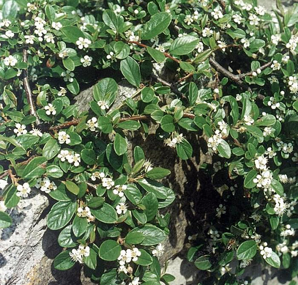 Кизильник Даммера 'Мункрепер'