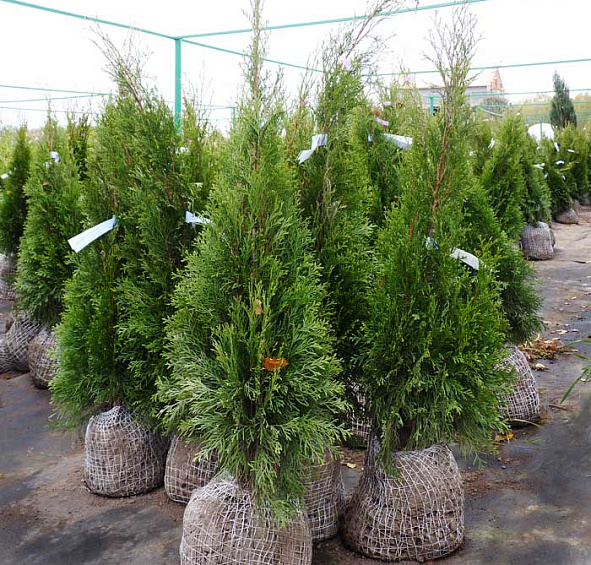 Туя западная 'Смарагд'
