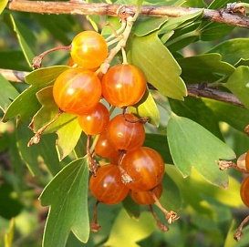 Смородина 'Золотистая'