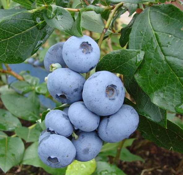 Голубика высокорослая 'Бонус'