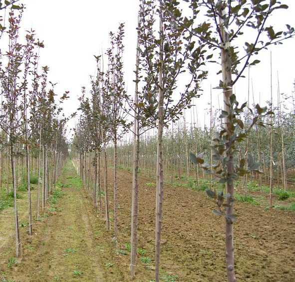 Яблоня декоративная 'Невиль Копеман'