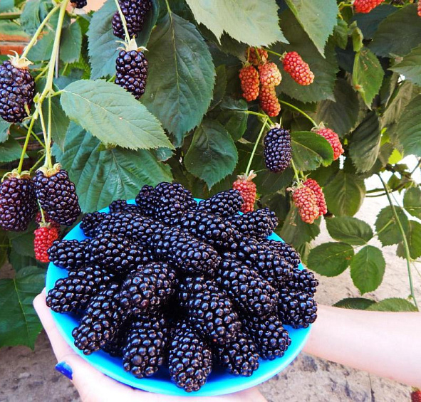 Ежевика 'Натчез'