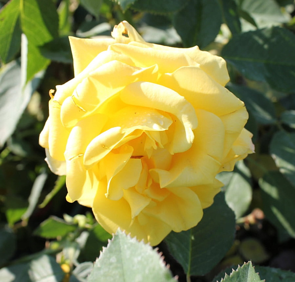 Роза 'Мальта' (чайно-гибридная) (желтая)