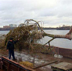 Фотоальбом Посадка крупномеров на берегу Клязьминского водохранилища с баржи. Ива желтокорая. Фотография 4