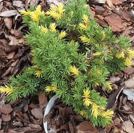 Можжевельник прибрежный 'Голден Вингз'