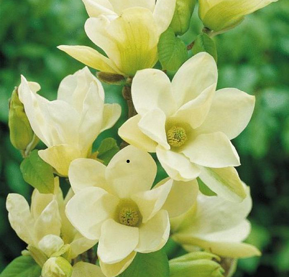 Сирень обыкновенная 'Примроуз' (кремово - желтая)