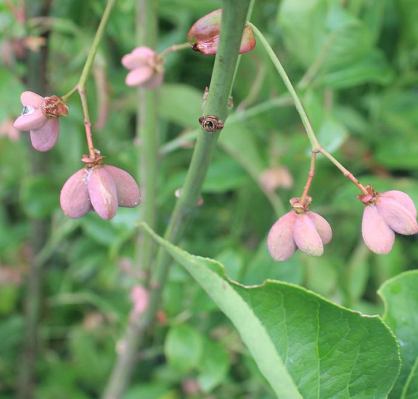 Бересклет европейский 'Рэд Каскад'