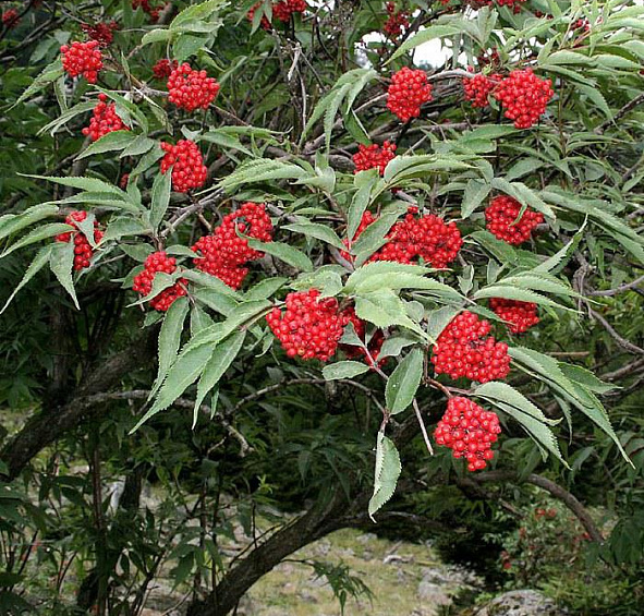 Бузина красная