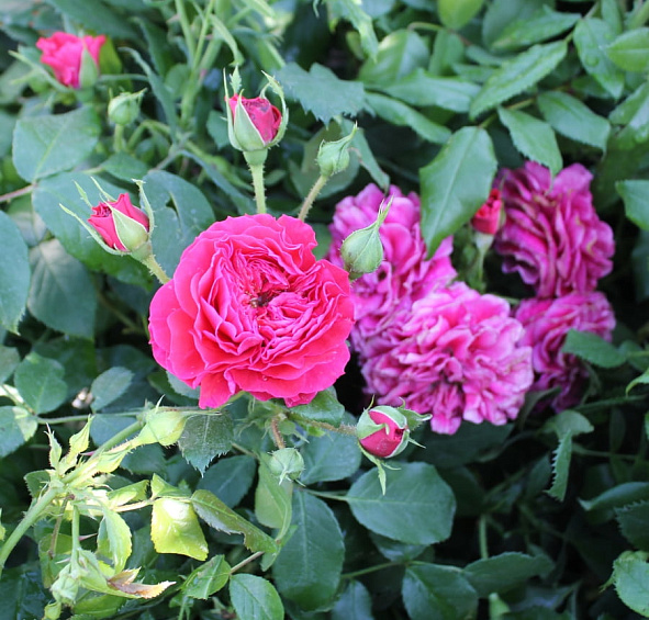 Роза 'Черри Герл' (флорибунда) (красная)