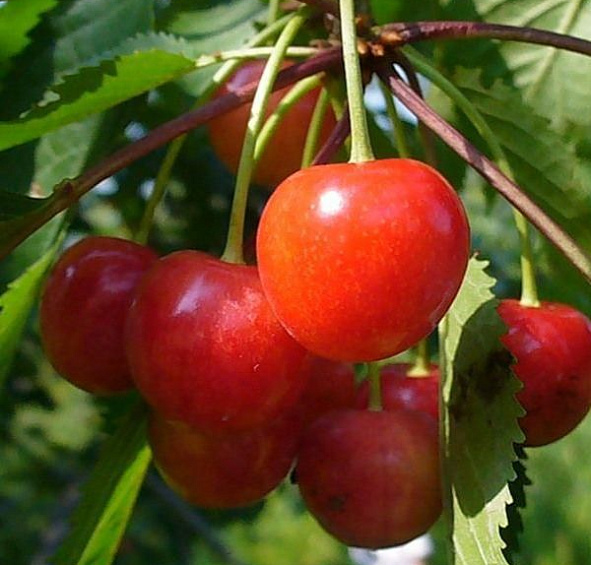 Черешня 'Фатеж'