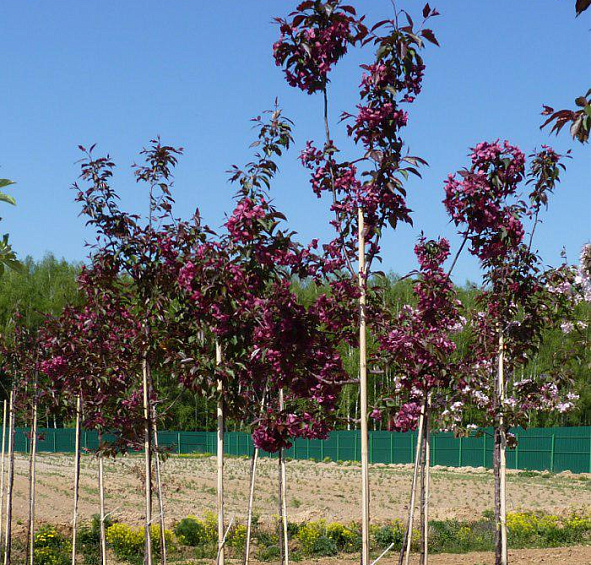 Яблоня декоративная 'Роялти'