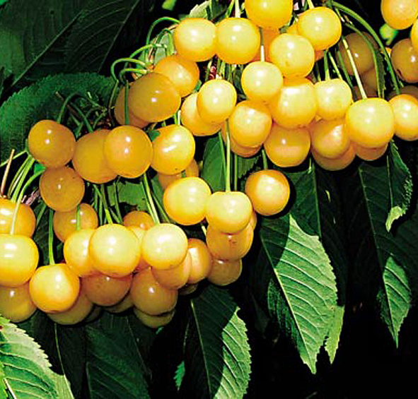 Черешня 'Чермашная'