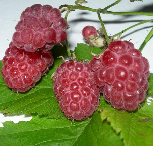 Малина 'Кардинал'