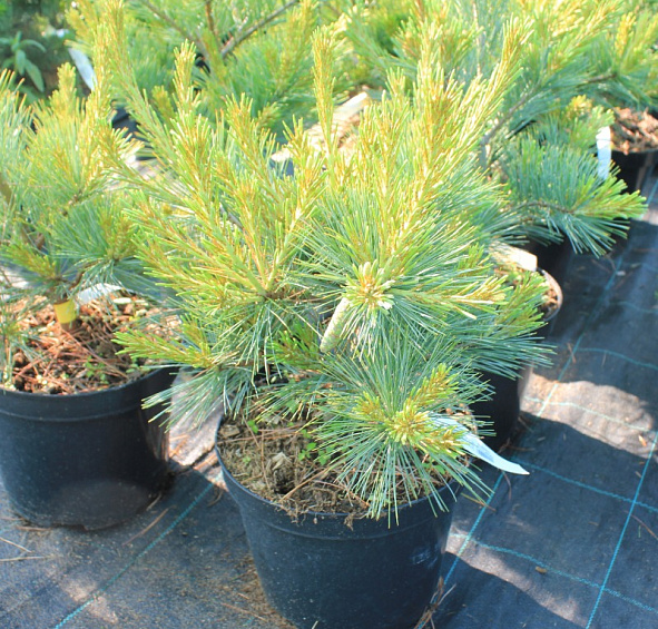 Сосна веймутова 'Макопин'