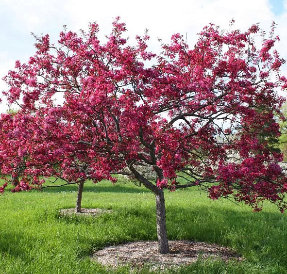 Яблоня декоративная 'Вейтс Скарлет'