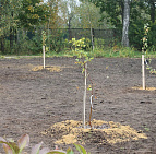 Фотоальбом "Полезные выходные" в музее А.П.Чехова в Мелихове "Полезные выходные" в музее А.П.Чехова в Мелихове