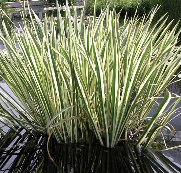 Аир болотный ’Вариегата’