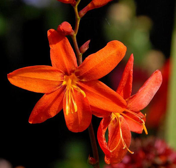 Крокосмия Вавилон