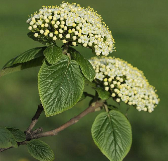 Калина гордовина