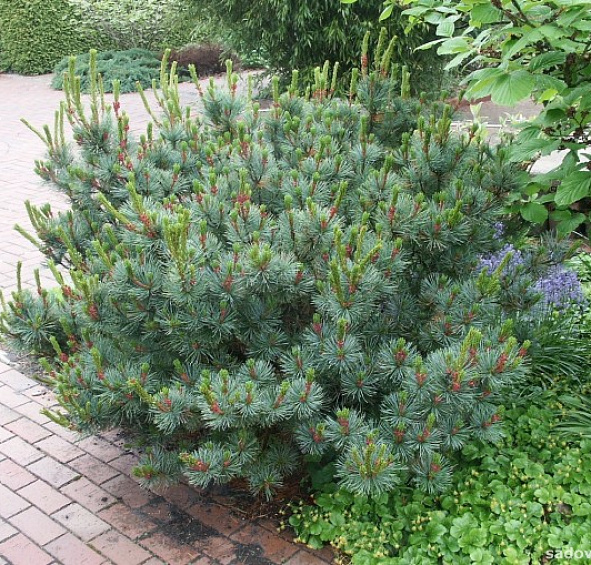 Сосна кедровая стелющаяся (кедровый стланник) 'Глаука'