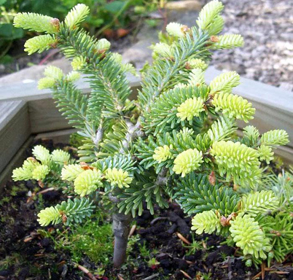 Пихта корейская