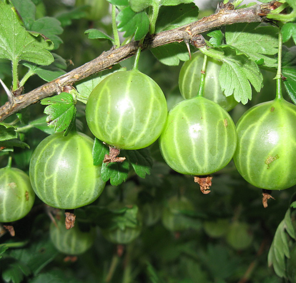 Крыжовник 'Малахит'