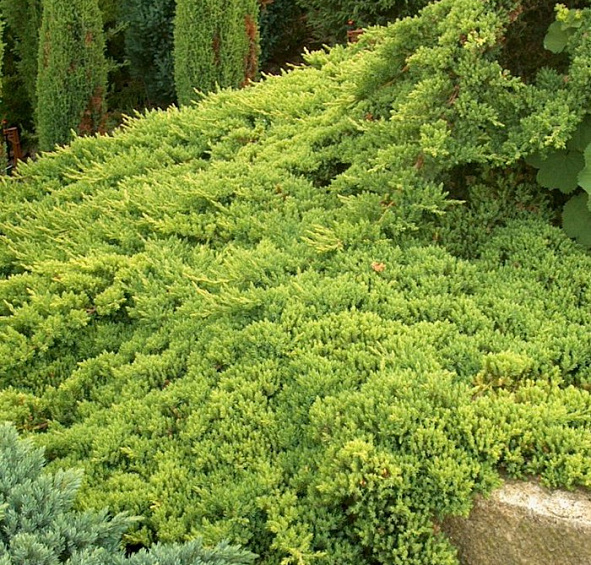 Можжевельник лежачий 'Нана'