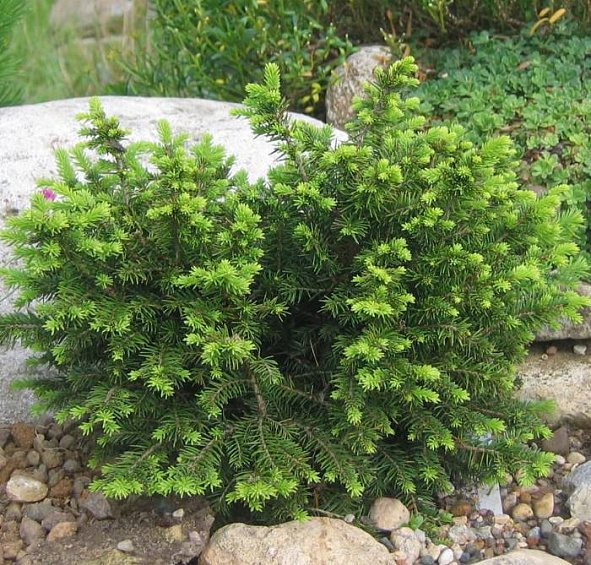 Ель сербская Карел (Karel)