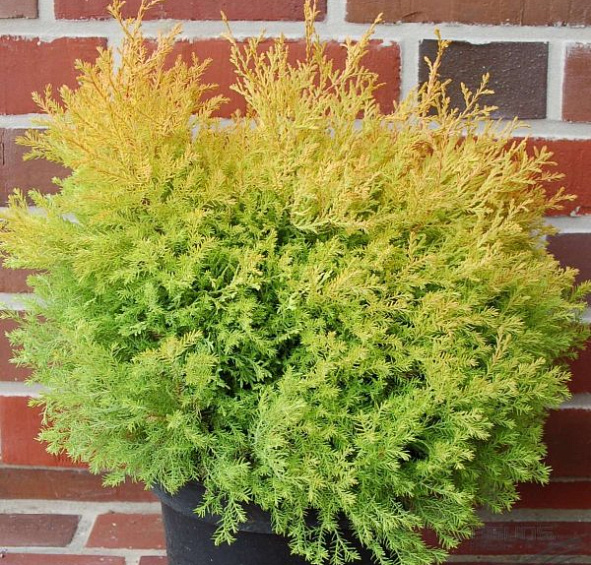 Туя западная 'Рейнголд'