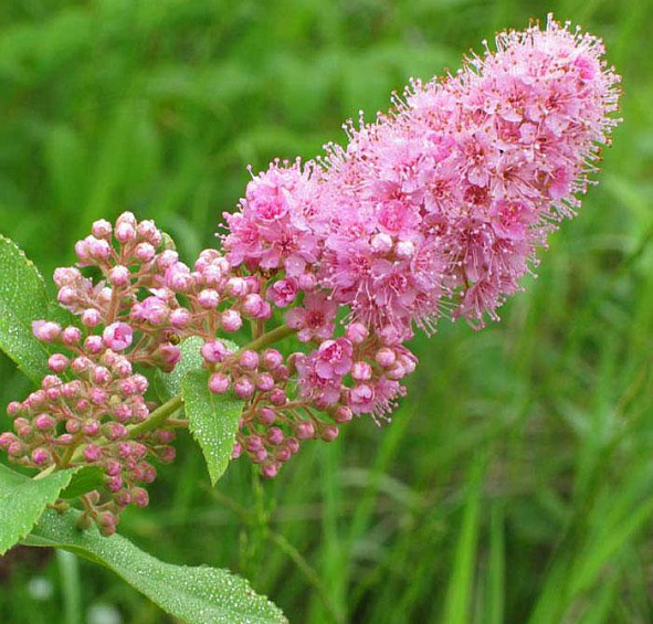 Спирея Дугласа