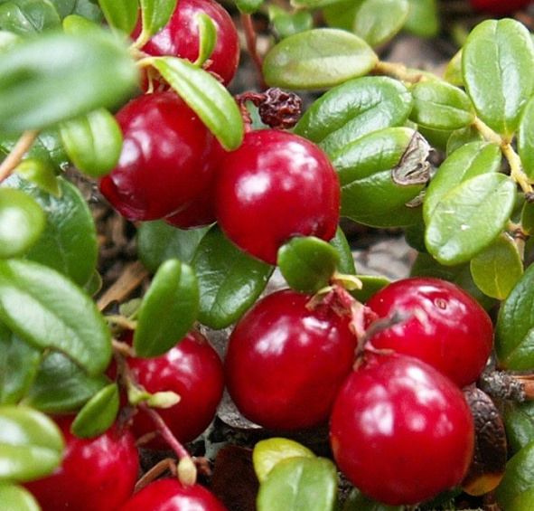 Клюква крупноплодная 'Ховес'