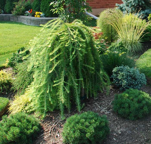 Лиственница европейская Пендула (Pendula)