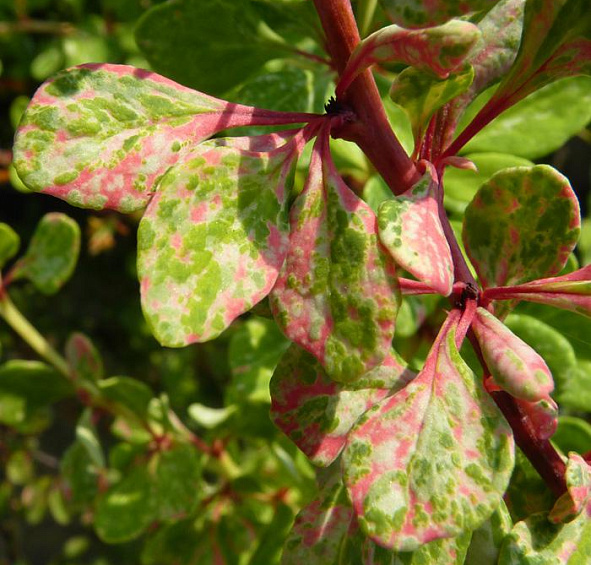 Барбарис Тунберга 'Старберст'