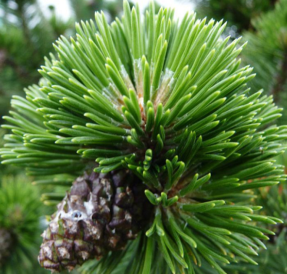 Сосна горная 'Гном'