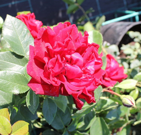 Роза 'Югендлибе' (флорибунда) (красная)