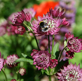 Астранция крупная 'Руби Клауд'